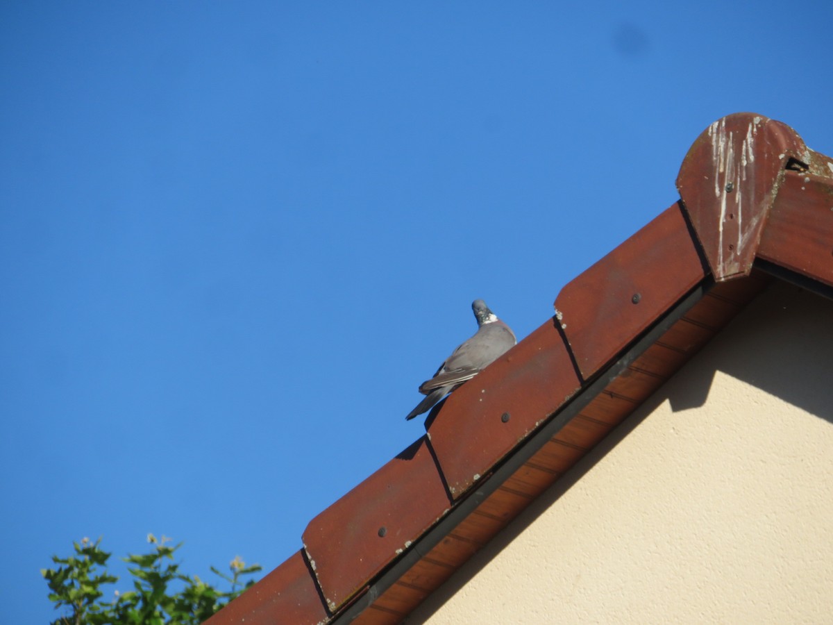 Common Wood-Pigeon - ML588099551