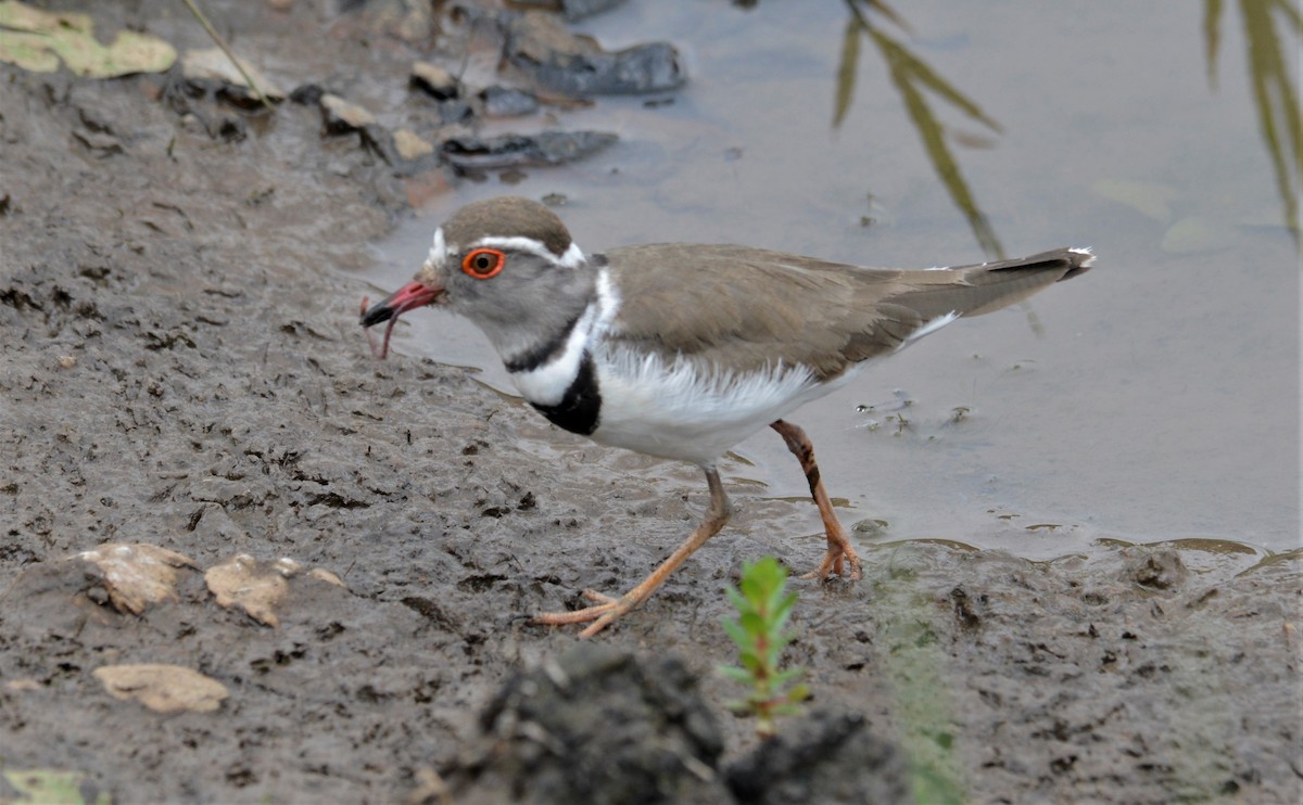 Three-banded Plover - ML588099801