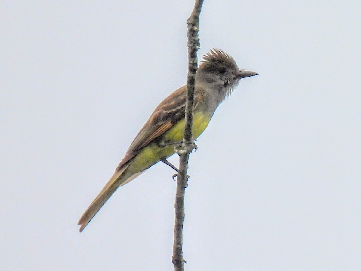 Great Crested Flycatcher - ML588108461