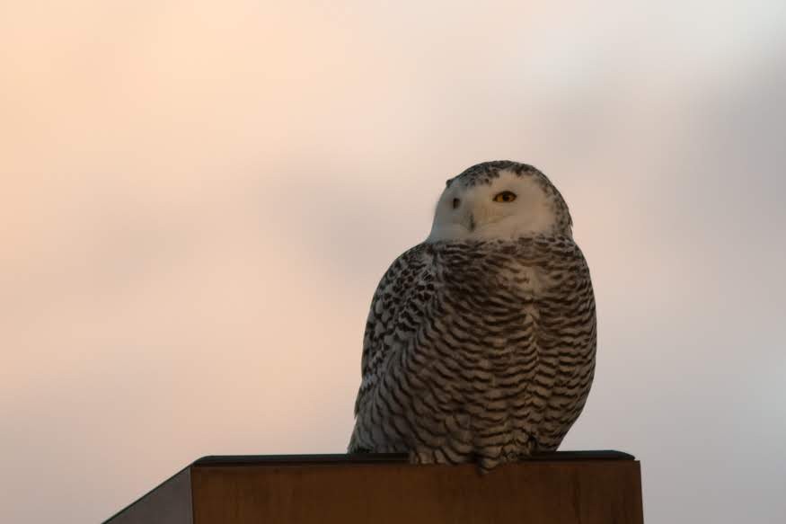 Snowy Owl - ML588111211