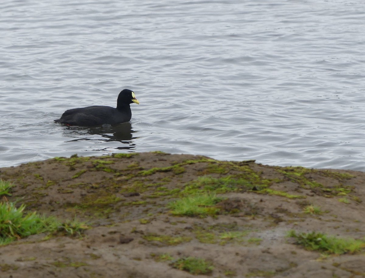 Red-gartered Coot - ML588112601