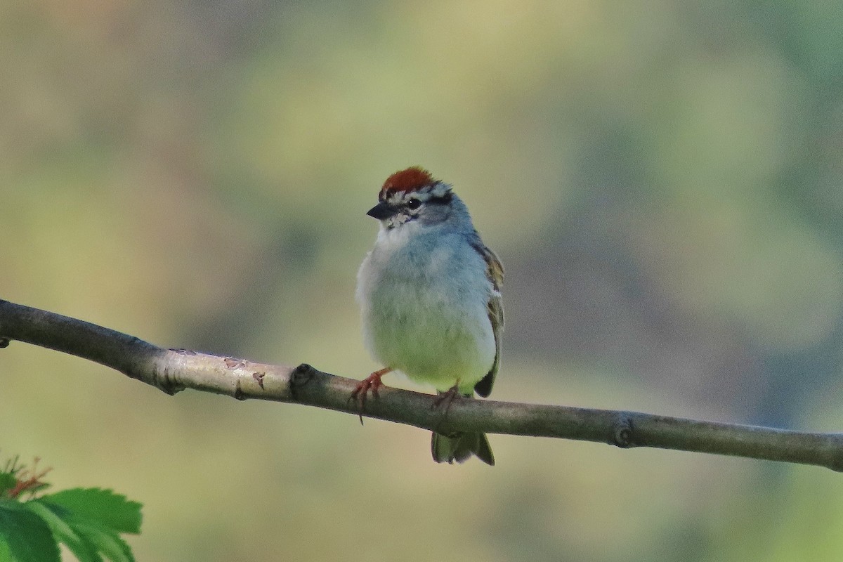 Chipping Sparrow - ML588112651
