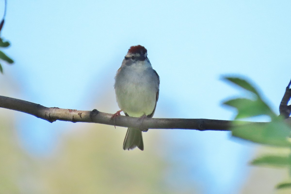 Chipping Sparrow - ML588112671