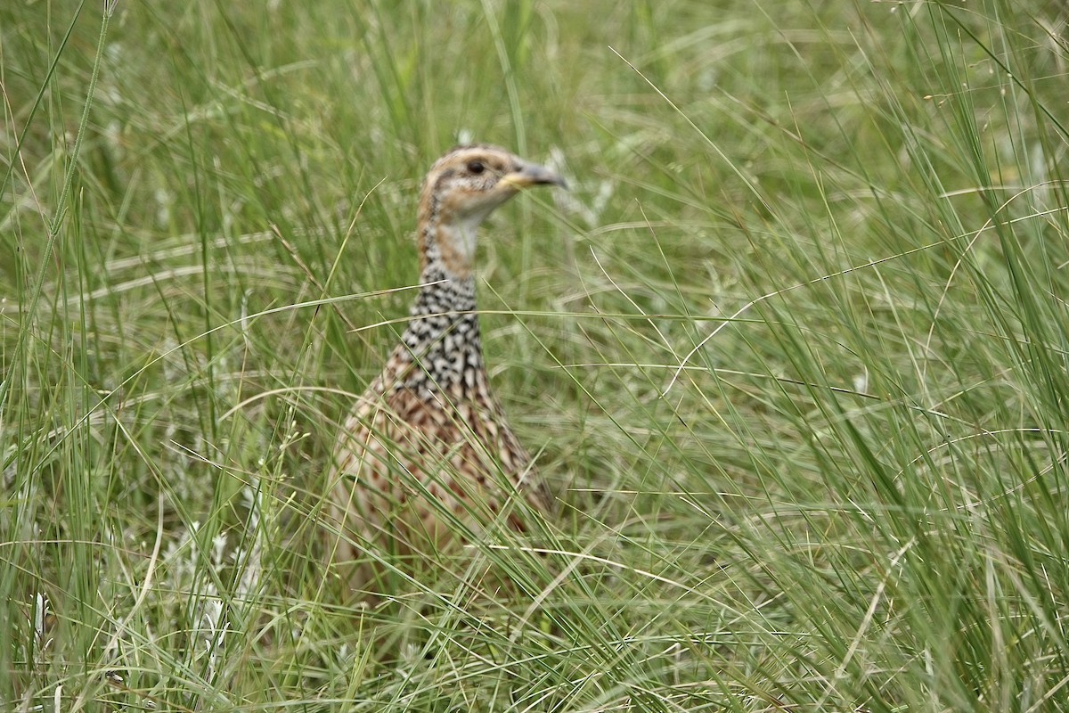 Red-winged Francolin - ML588113981