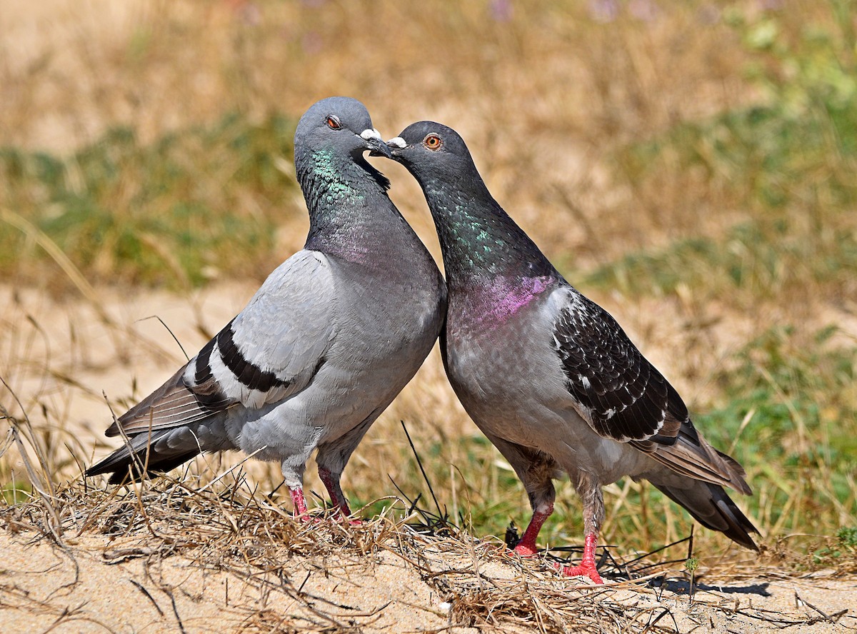 Rock Pigeon (Feral Pigeon) - ML588116901