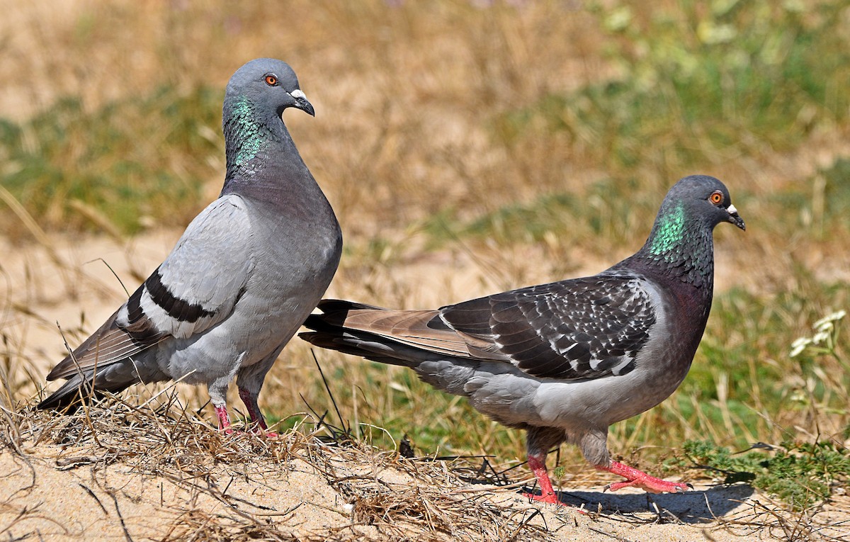 Pigeon biset (forme domestique) - ML588116911