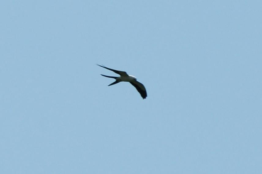 Swallow-tailed Kite - ML588126681