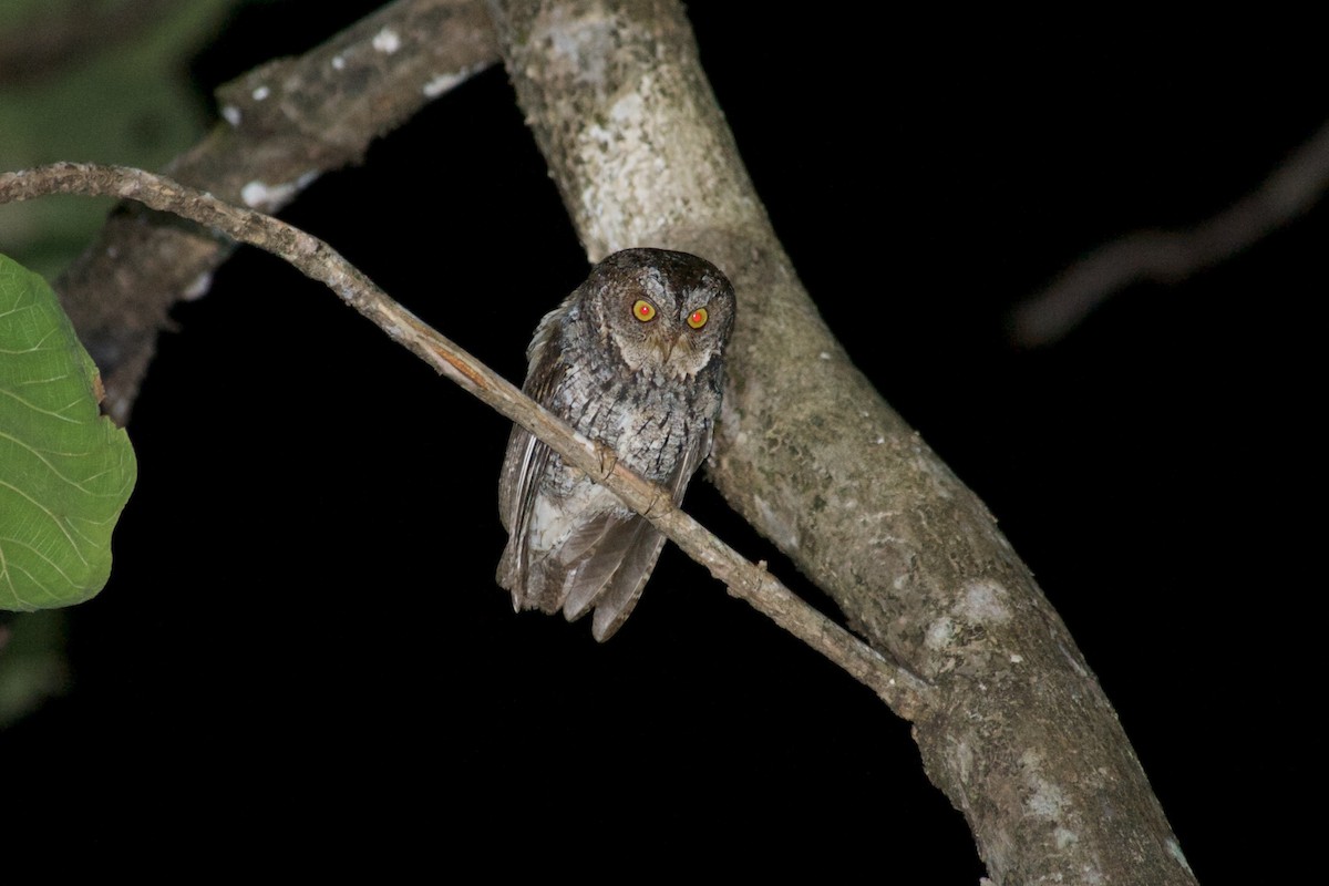 Sulawesi Scops-Owl - ML58812881
