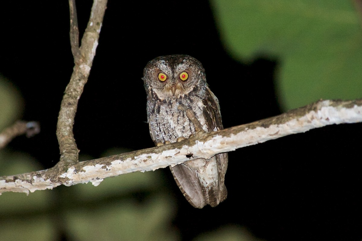Sulawesi Scops-Owl - John C. Mittermeier