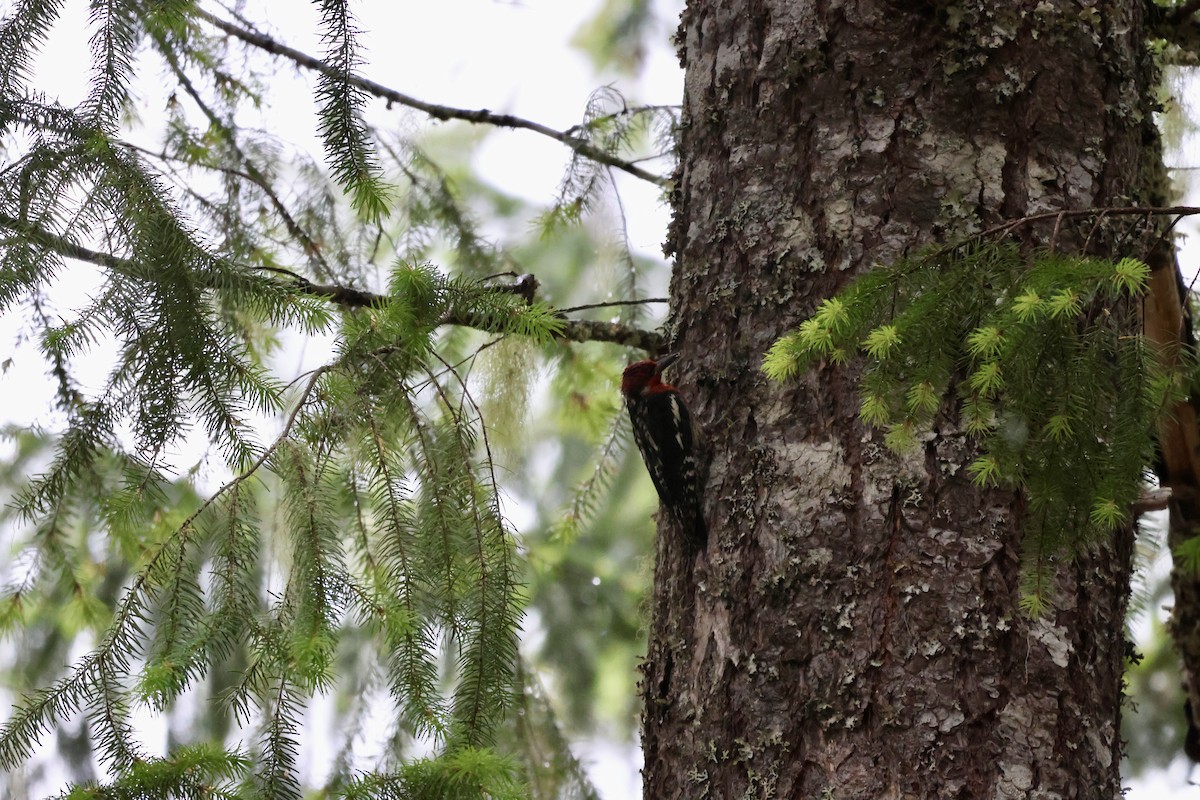Red-breasted Sapsucker - ML588129521
