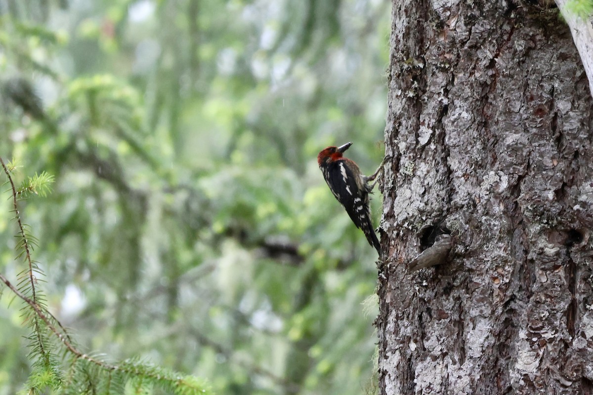 Red-breasted Sapsucker - ML588131931