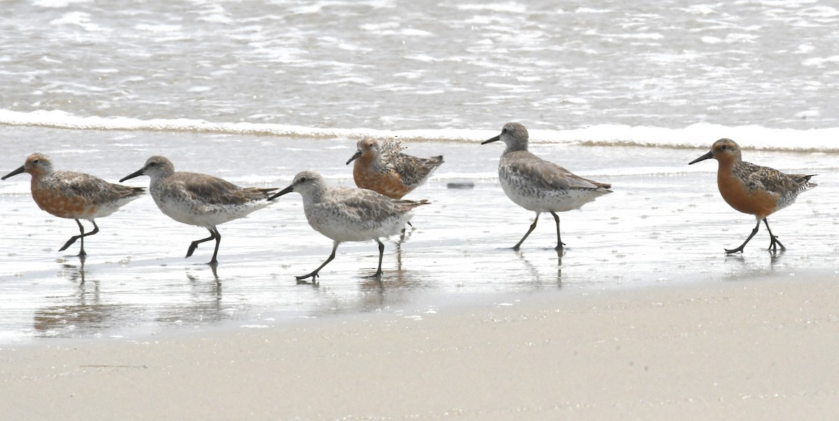 Red Knot - ML588134251