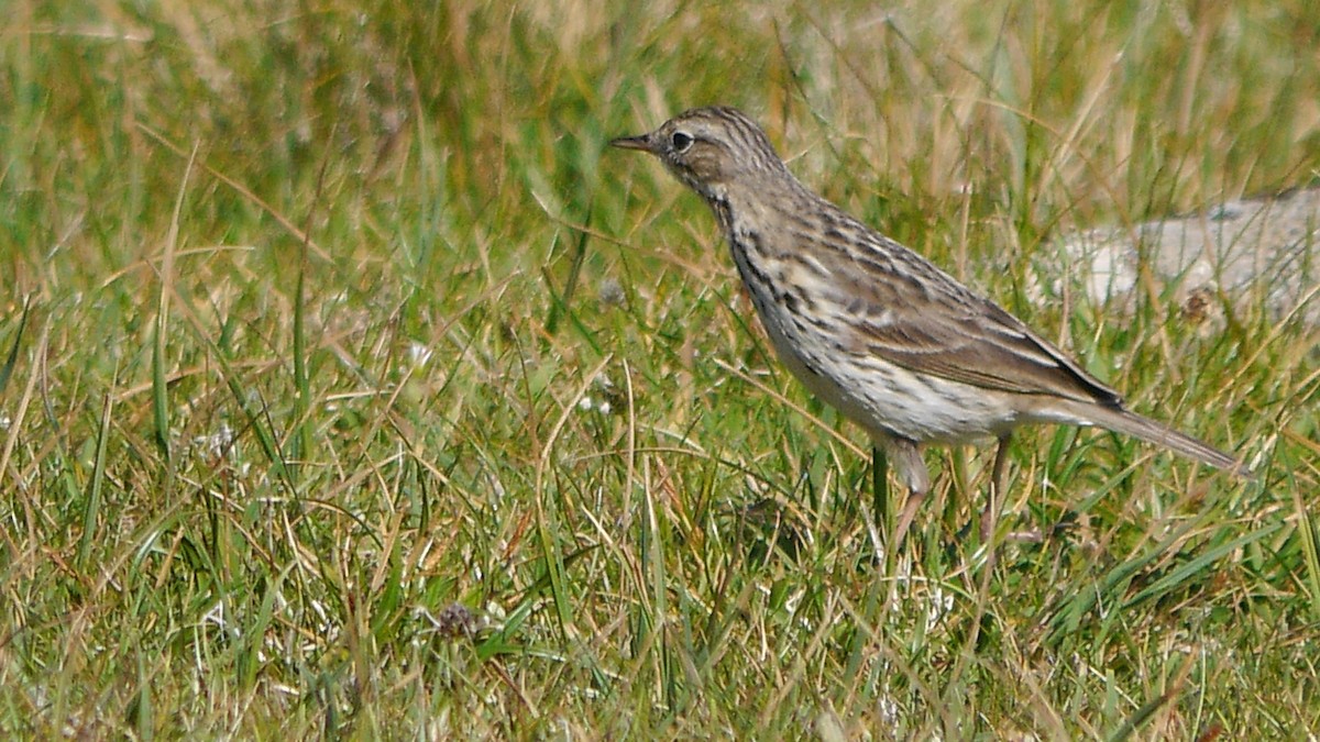Meadow Pipit - ML588134551