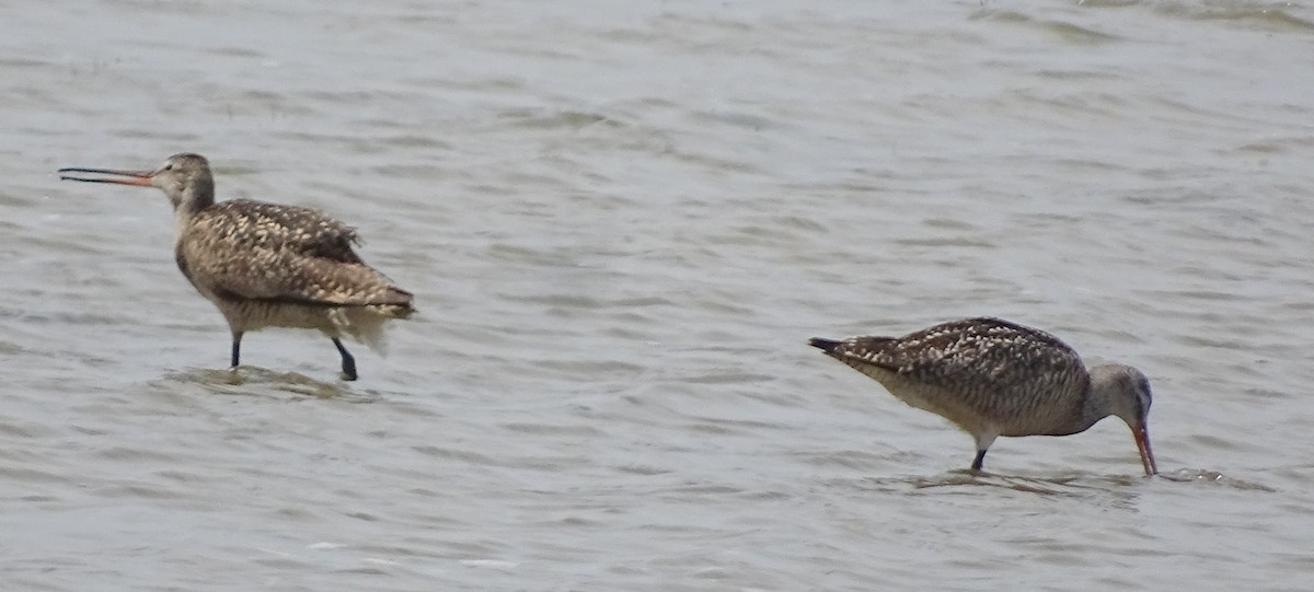 Marbled Godwit - Richard and Janice Drummond