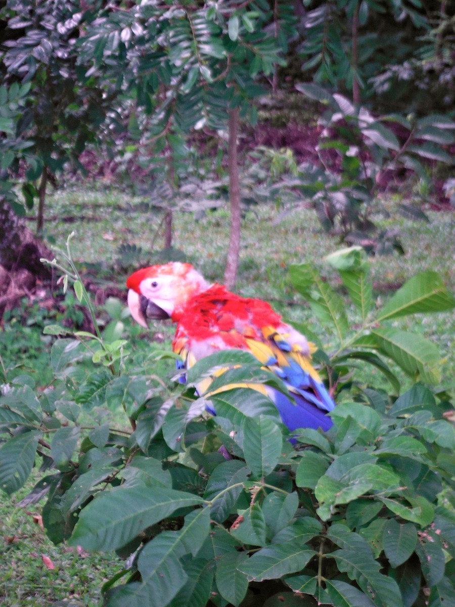 Scarlet Macaw - ML588137021