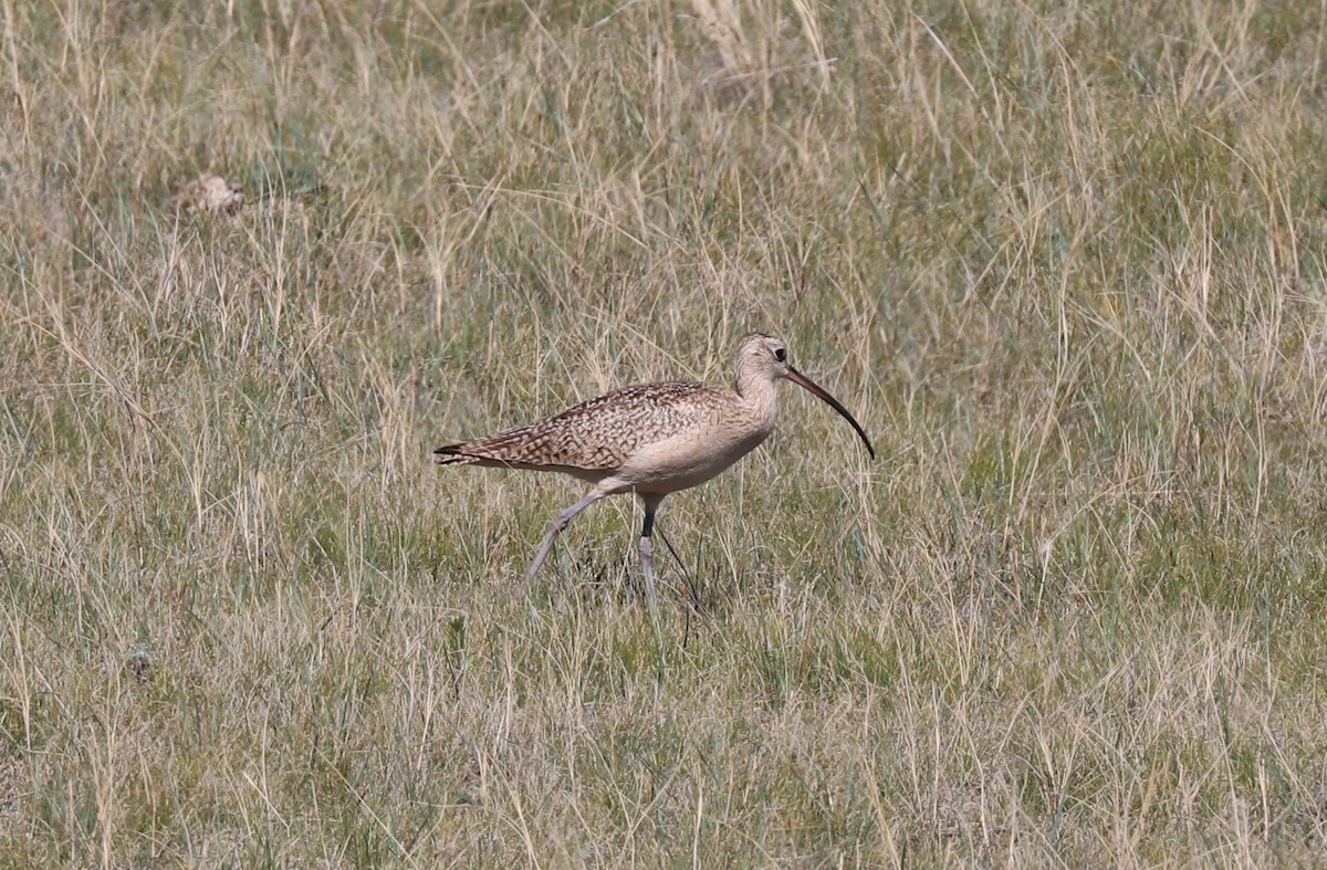 Long-billed Curlew - ML58813721