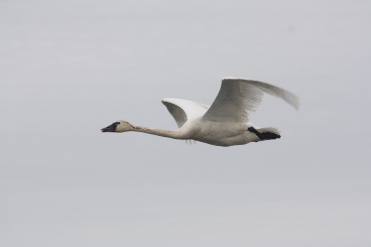 Tundra Swan (Whistling) - Anonymous eDipper
