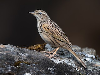 - Upland Pipit