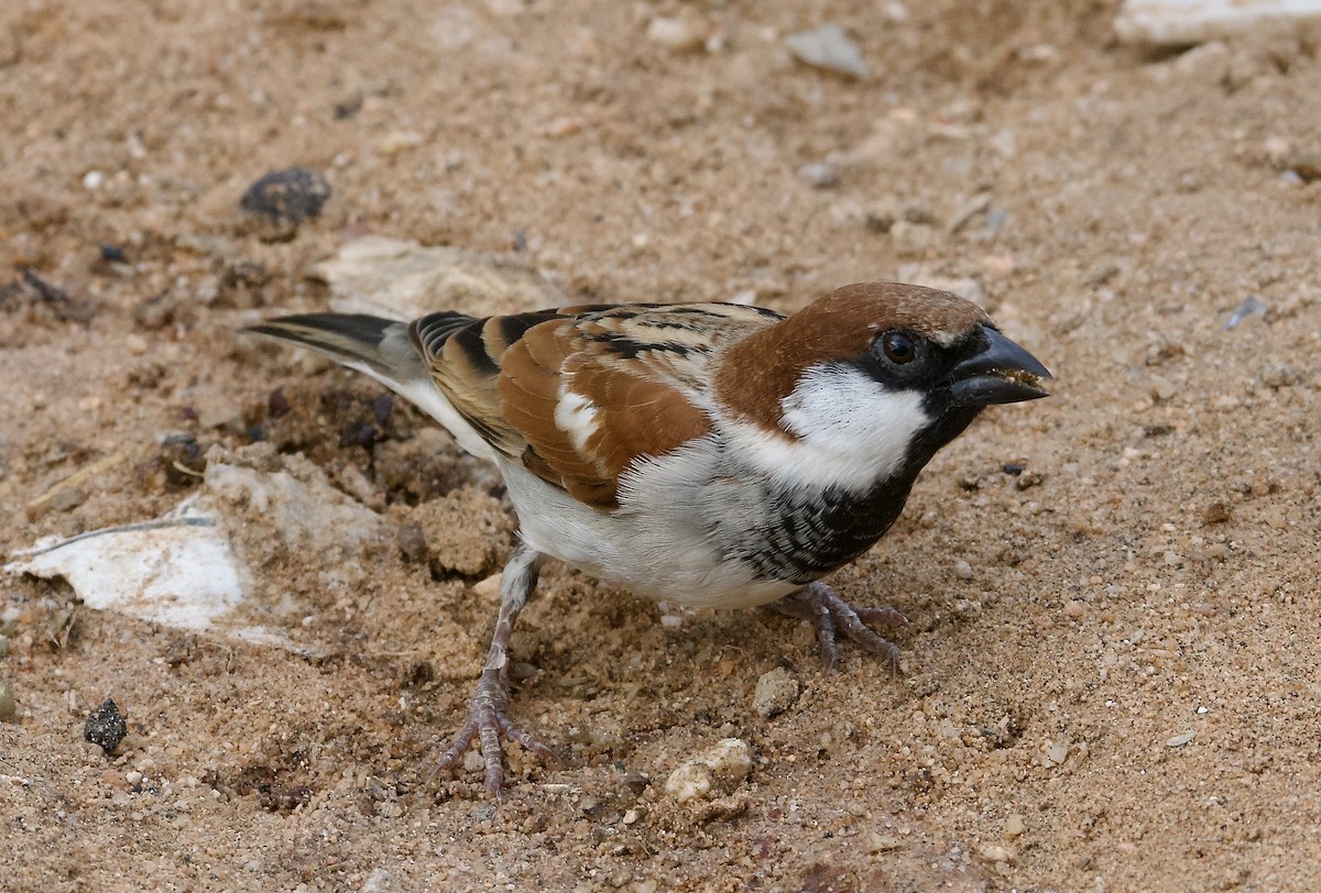 Somali Sparrow - ML588140071