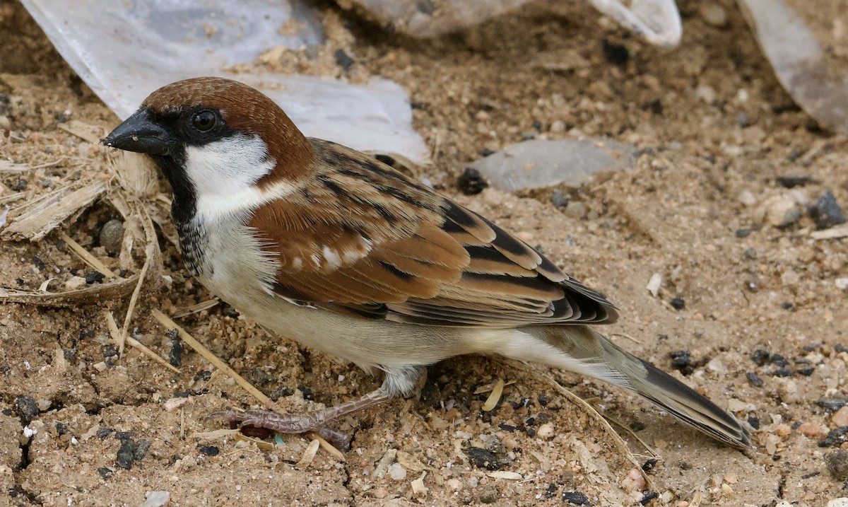 Somali Sparrow - ML588140081