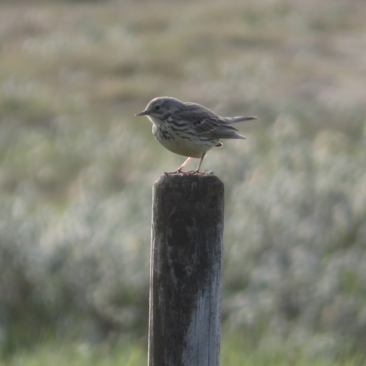 Meadow Pipit - ML588141531