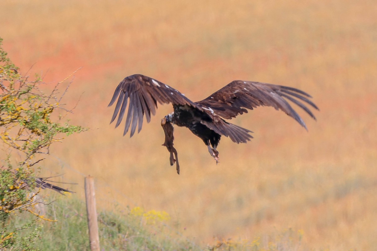 Cinereous Vulture - ML588142821