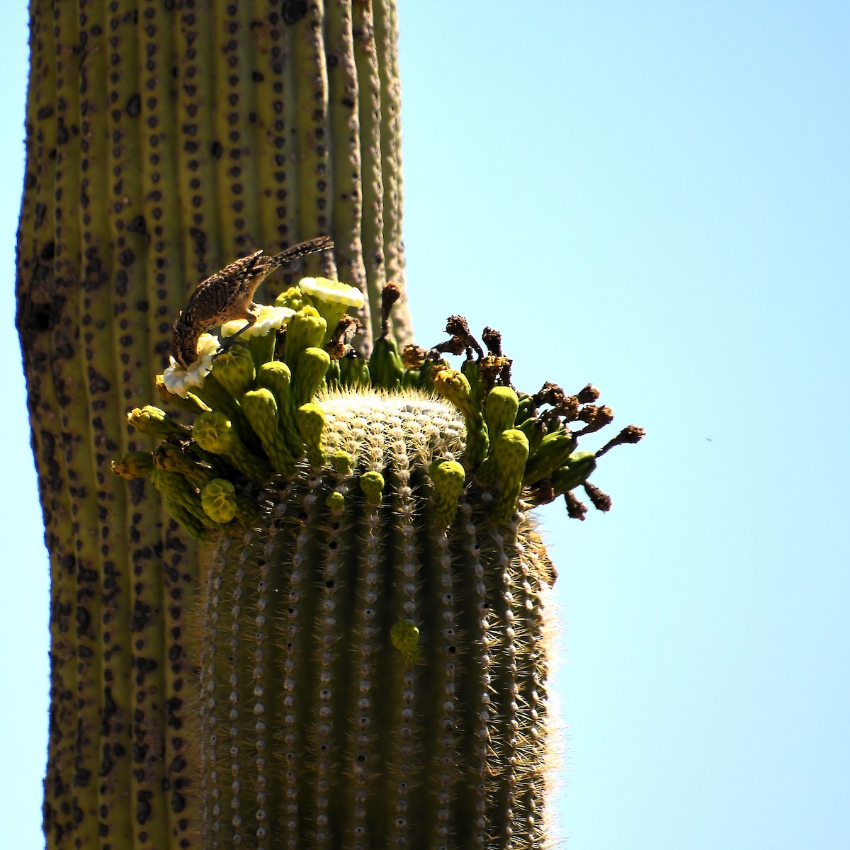 Cactus Wren - ML588145601