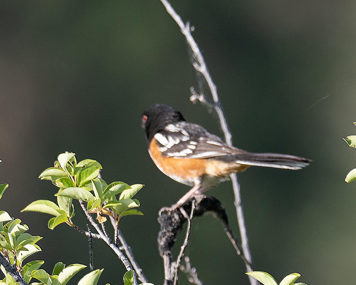 Spotted Towhee - ML588152261