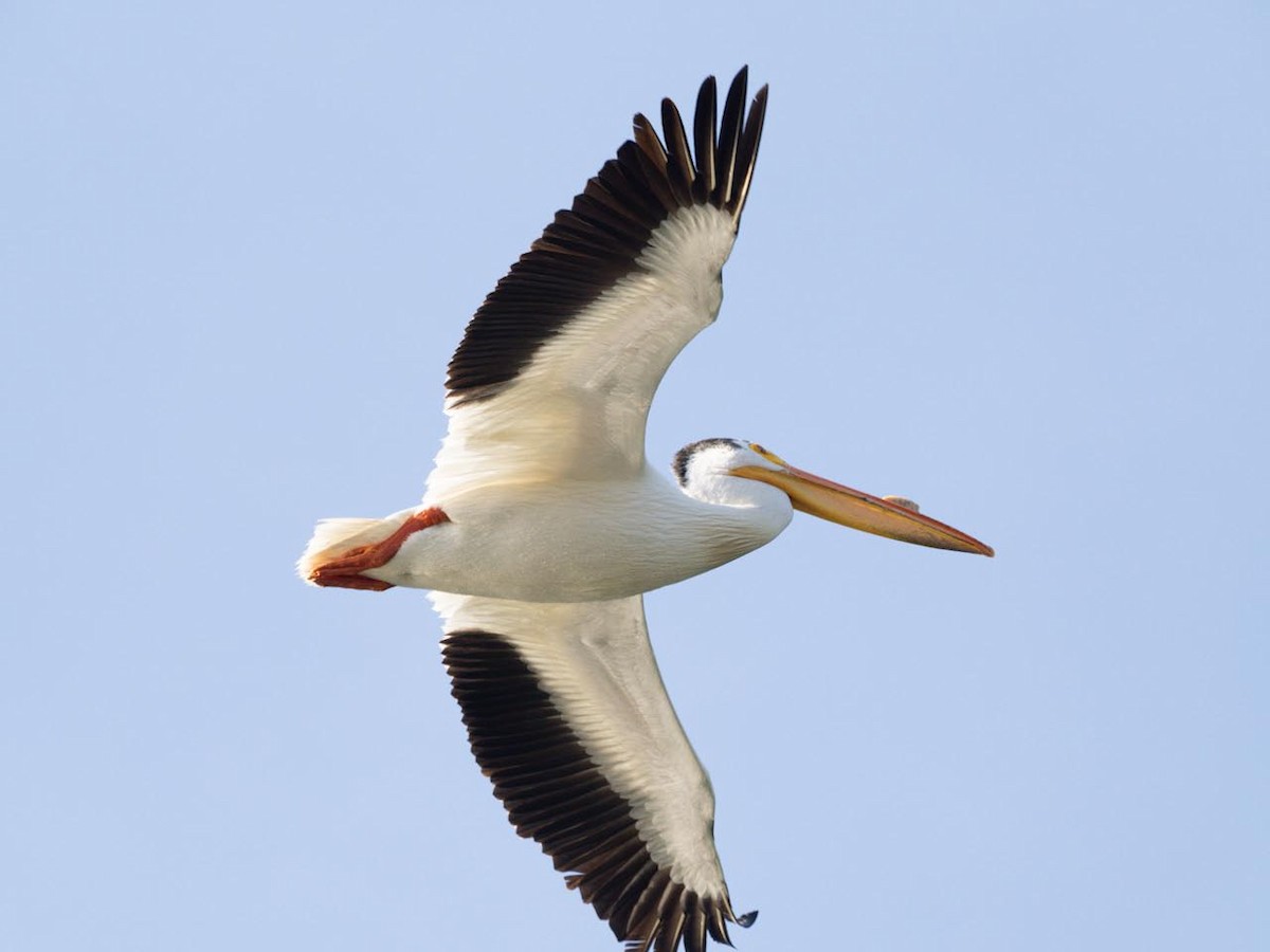 American White Pelican - ML588152351
