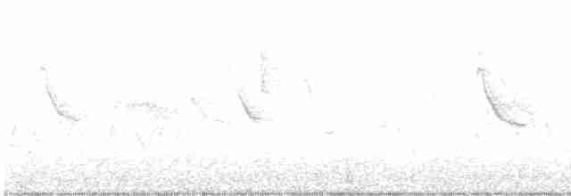 Forster's Tern - ML588152781
