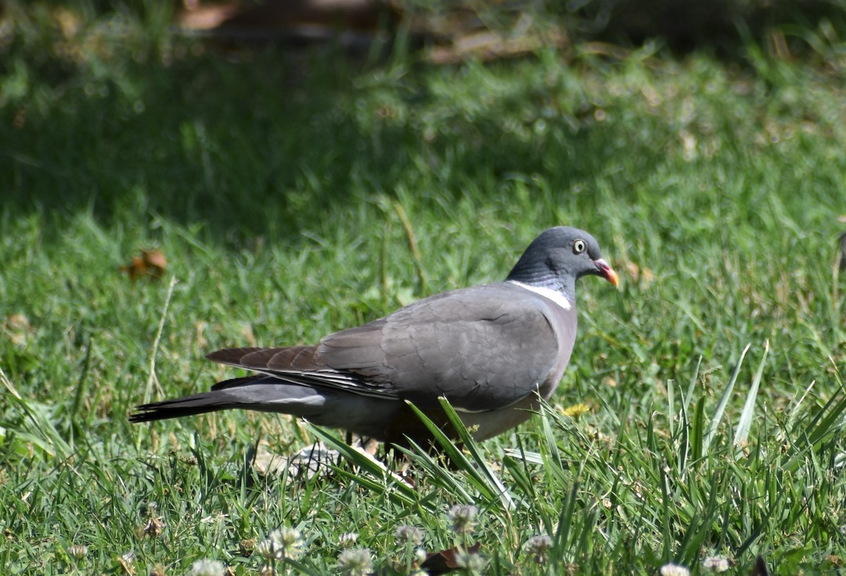 Common Wood-Pigeon - ML588153471