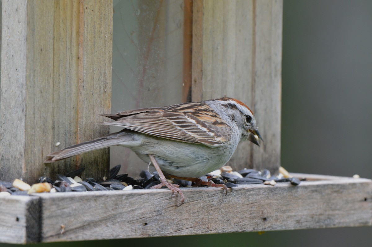 Chipping Sparrow - ML588156011