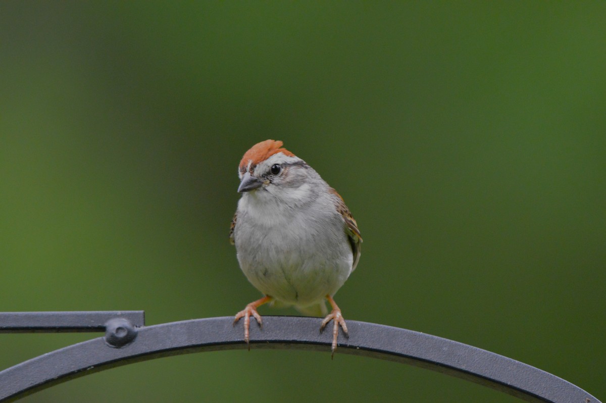 Chipping Sparrow - ML588156201