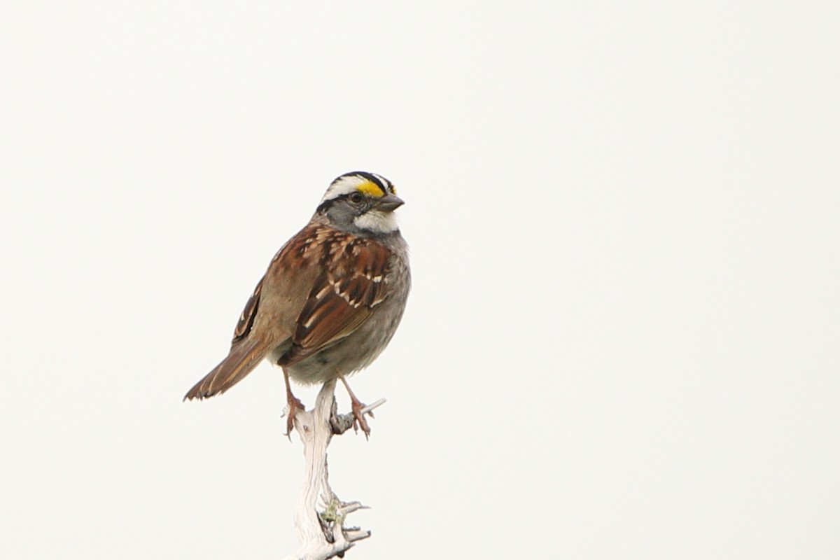 White-throated Sparrow - ML588158111