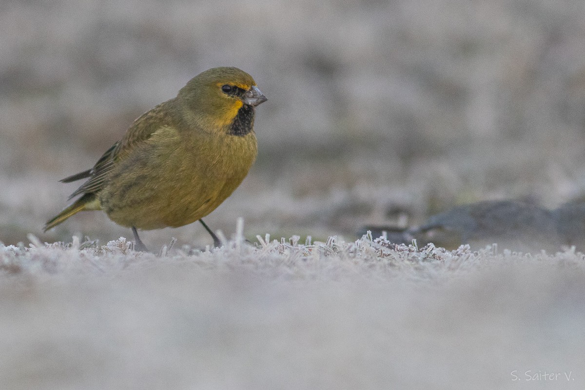 Yellow-bridled Finch (Yellow-tailed) - ML588159811