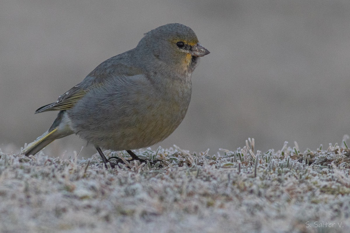 Yellow-bridled Finch (Yellow-tailed) - ML588159821