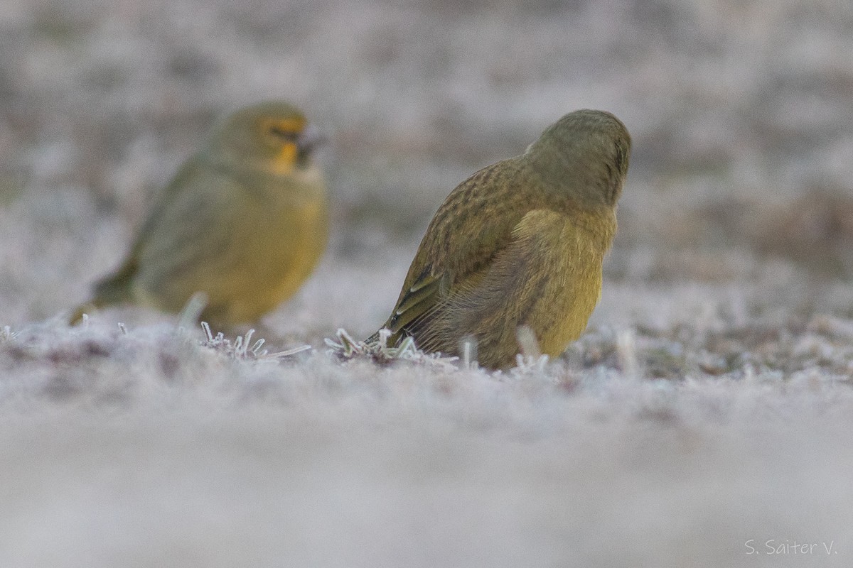 Yellow-bridled Finch (Yellow-tailed) - ML588159831