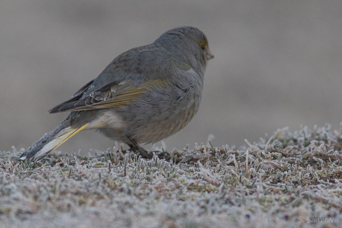 Yellow-bridled Finch (Yellow-tailed) - Sebastián Saiter Villagrán