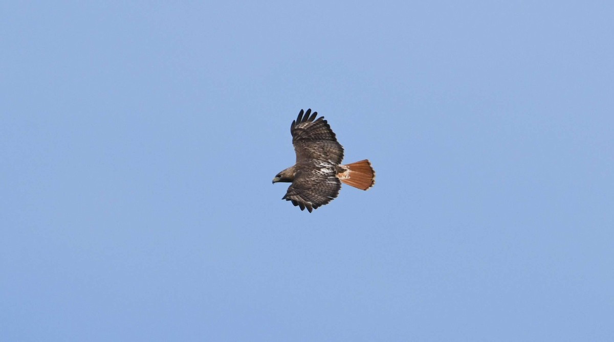 Red-tailed Hawk - ML58816061
