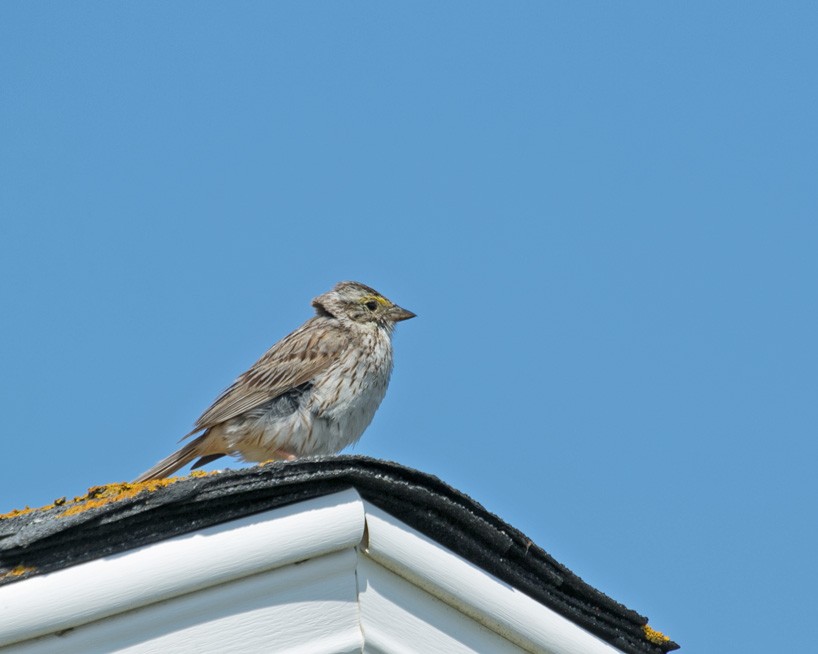 Savannah Sparrow (Ipswich) - ML588161161