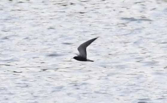 Black Tern - ML58816191
