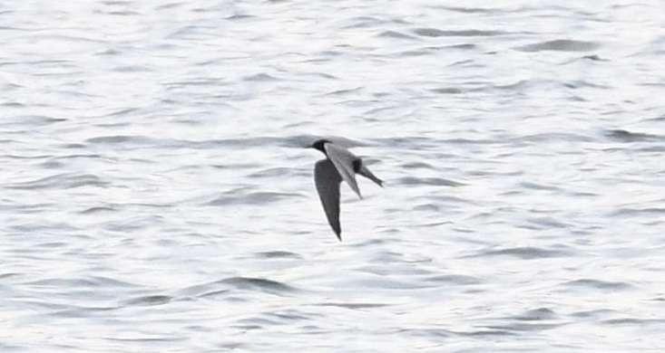 Black Tern - ML58816201