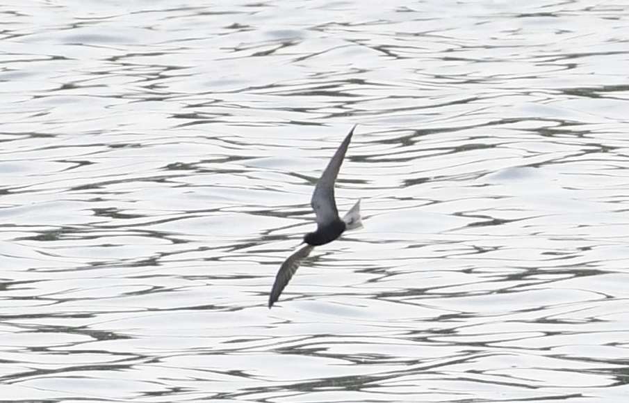 Black Tern - Barry Blust