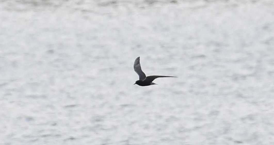 Black Tern - ML58816301