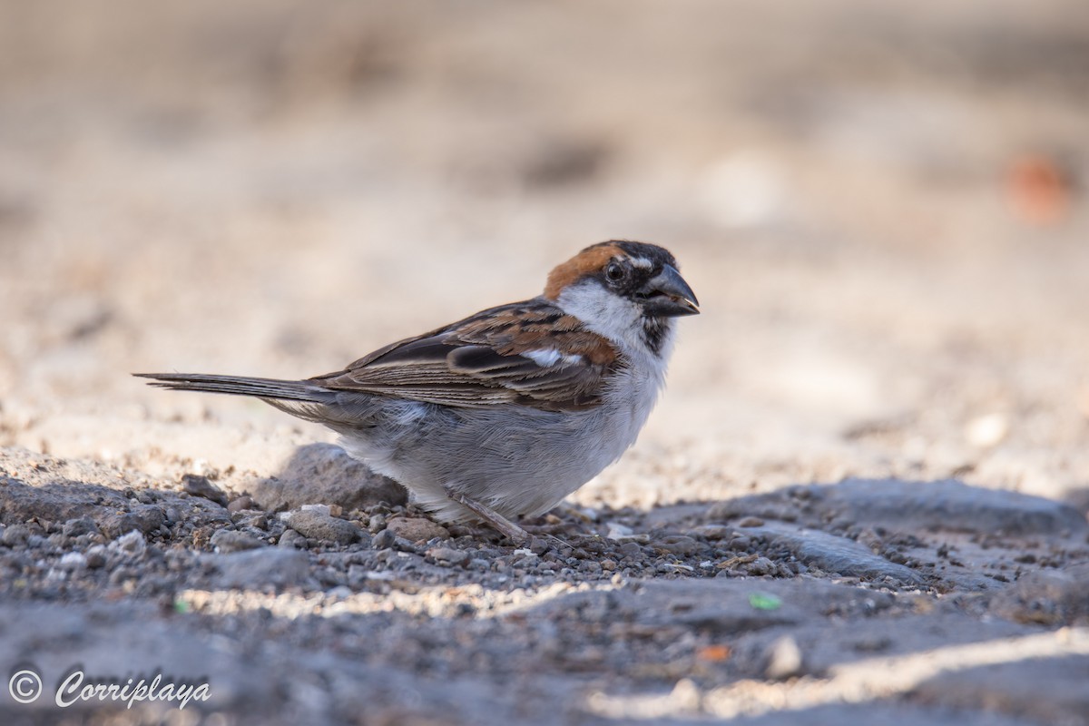 Cape Verde Sparrow - Fernando del Valle