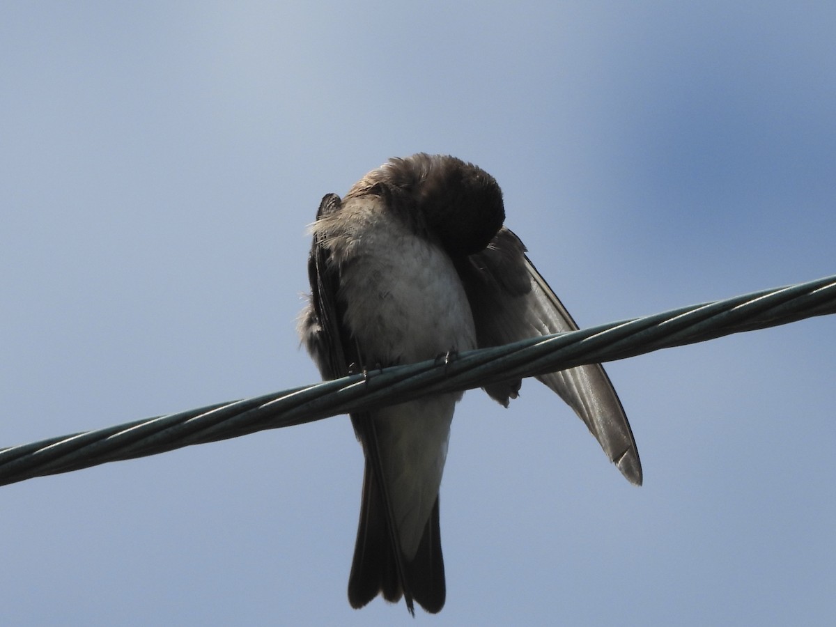 Northern Rough-winged Swallow - ML588163341