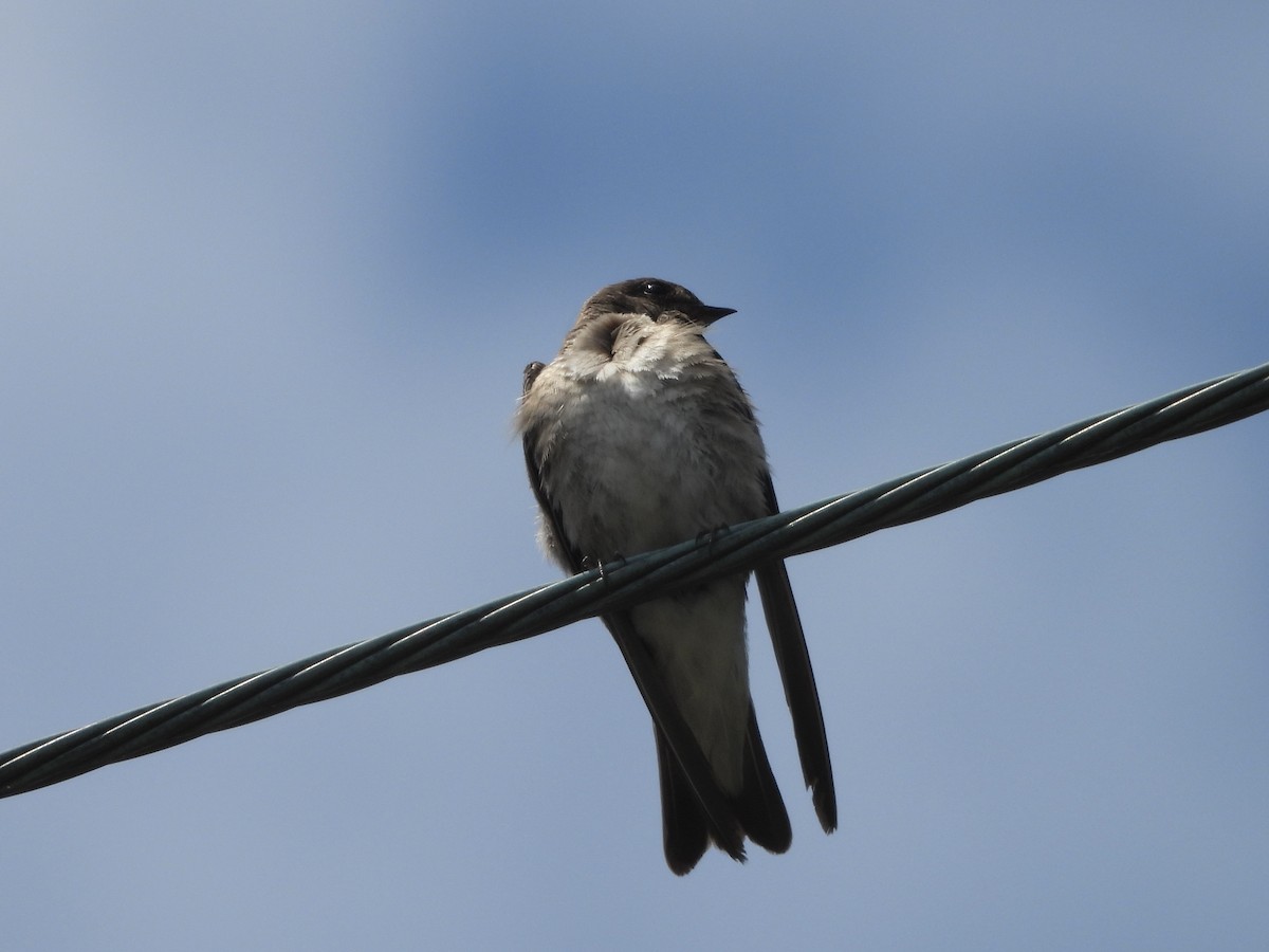 Northern Rough-winged Swallow - ML588163401