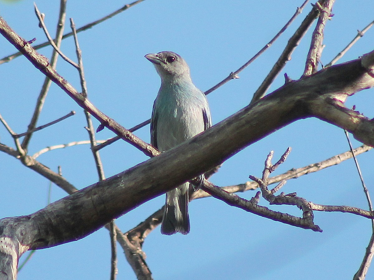 Glaucous Tanager - ML588165301