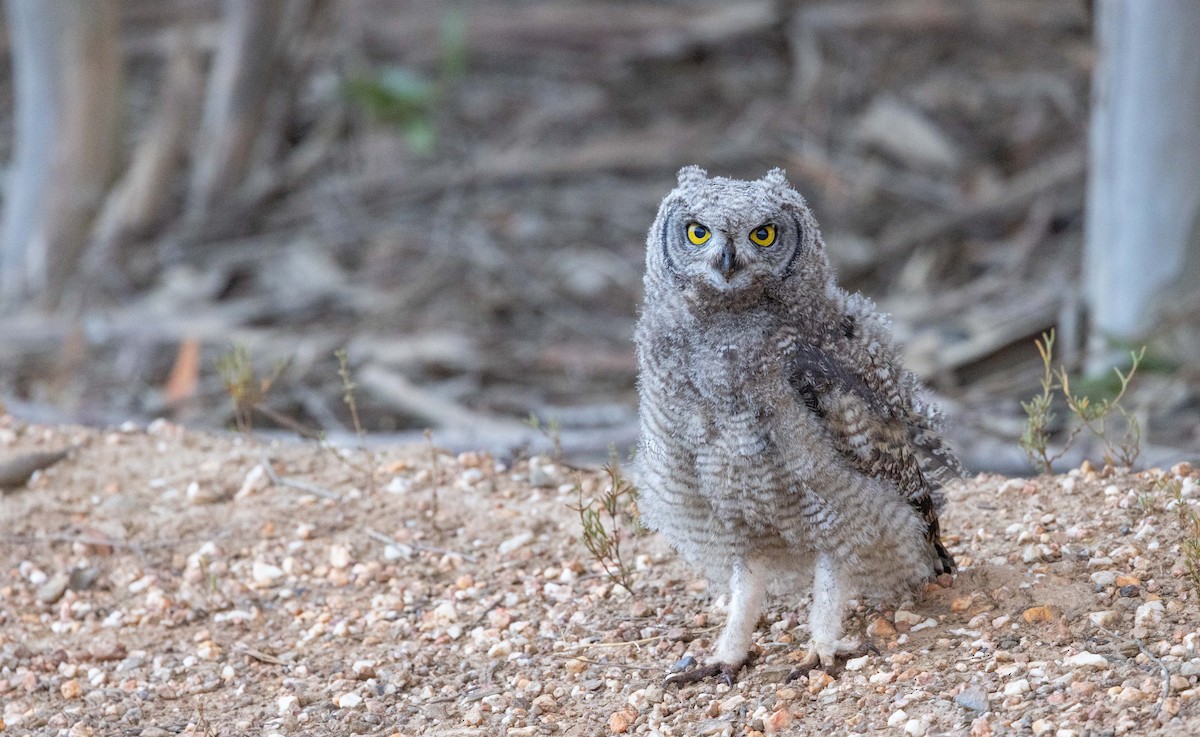 Spotted Eagle-Owl - ML588166381