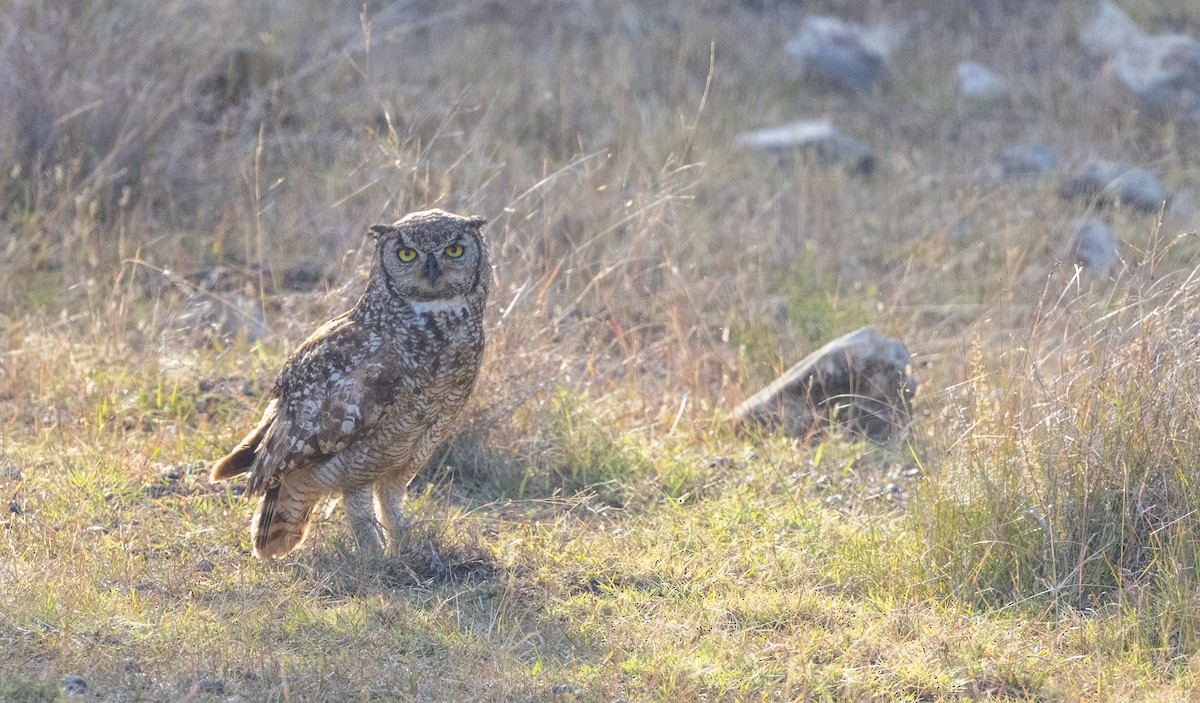 Spotted Eagle-Owl - ML588167511
